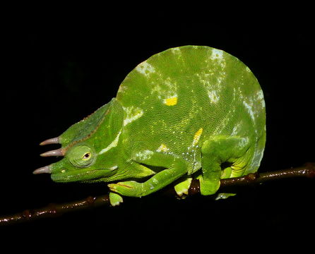 Image of Usambara Three-Horned Chameleon