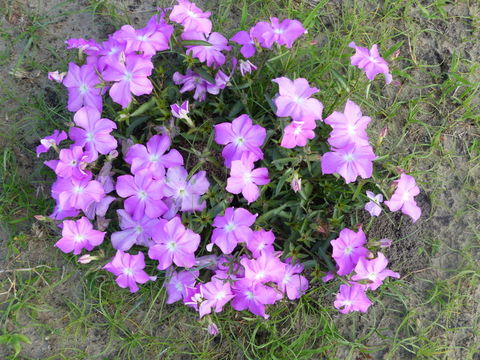 Image of Vlei ink-flower