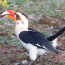 Image of Red-billed Hornbills, Yellow-billed Hornbills, and Allies