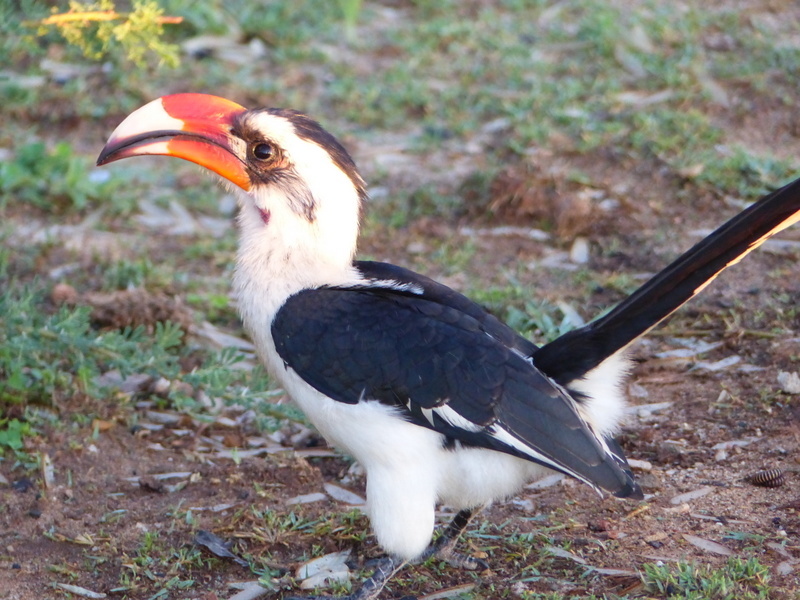 Image of Von der Decken's Hornbill