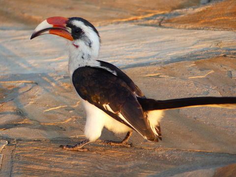 Image of Von der Decken's Hornbill