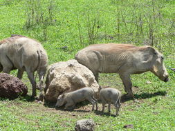 Image de Phacochère Commun