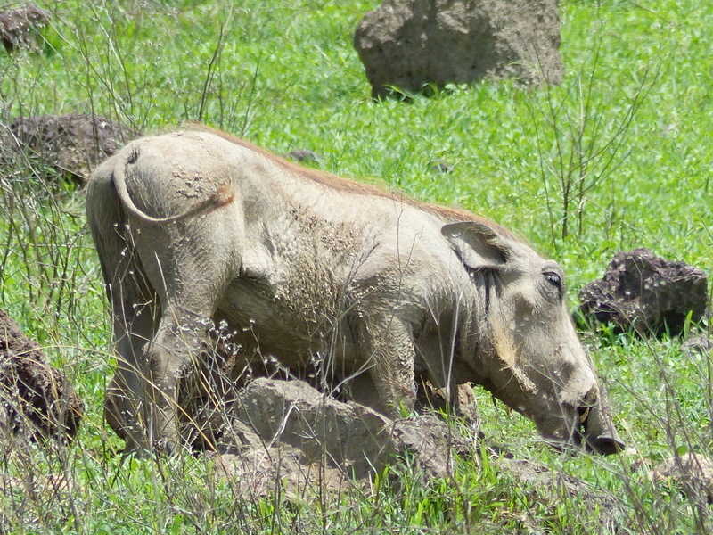 Image de Phacochère Commun