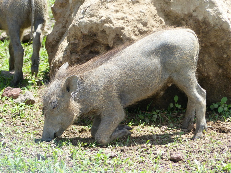 Image de Phacochère Commun