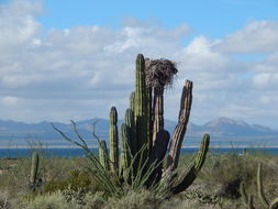 Image of Pachycereus pringlei (S. Watson) Britton & Rose