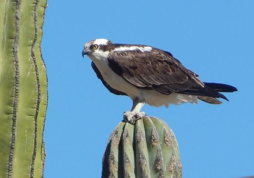 Image of Osprey