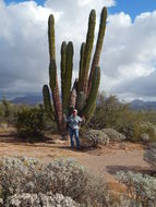 Image of Pachycereus pringlei (S. Watson) Britton & Rose