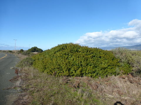 Image of <i>Frangula <i>californica</i></i> ssp. californica