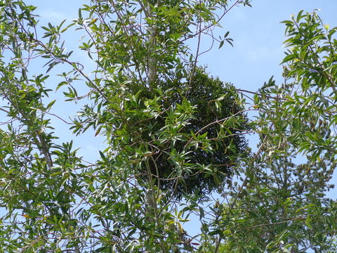 Imagem de Phoradendron leucarpum (Raf.) J. L. Reveal & M. C. Johnston