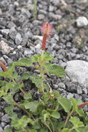 Image of round copperleaf