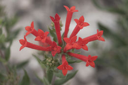 Plancia ëd Bouvardia ternifolia (Cav.) Schltdl.