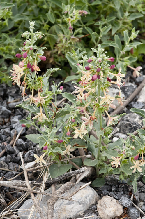 Image of <i>Clerodendrum coulteri</i>