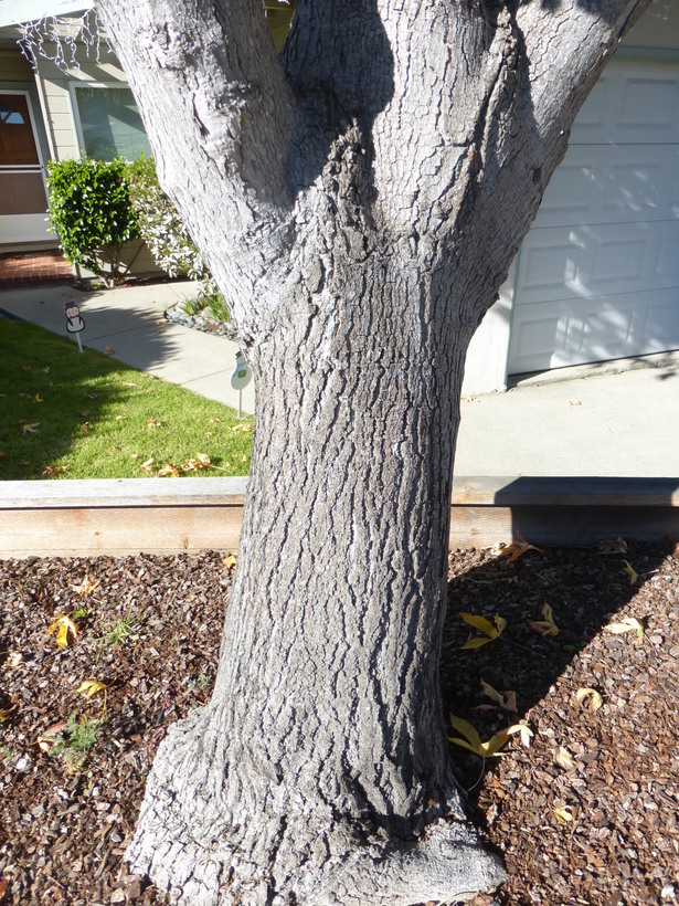 Image of Oriental Sweetgum