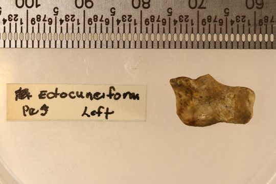 Image of <i>Neotamandua borealis</i>