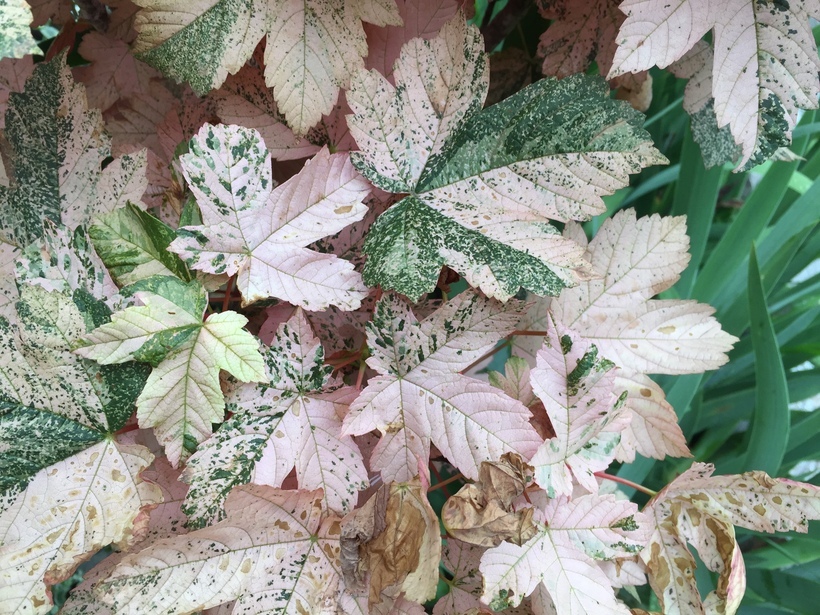 Image of sycamore maple