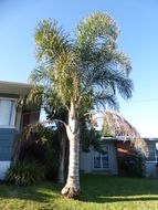 Image of queen palm