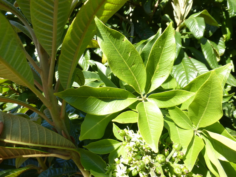 Imagem de Casimiroa edulis Llave & Lex.