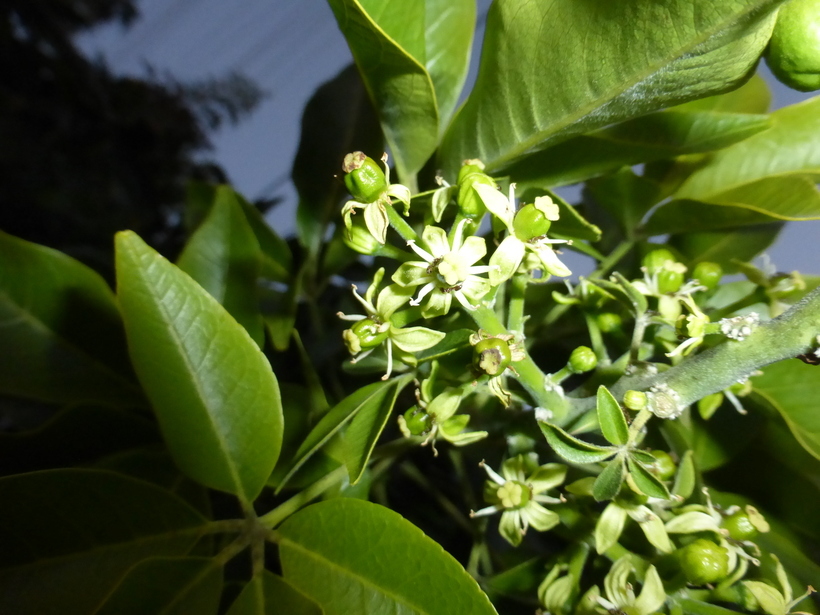 Imagem de Casimiroa edulis Llave & Lex.