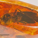 Image of <i>Mionelater planatus</i>
