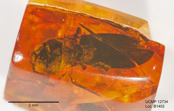 Image of <i>Mionelater planatus</i>