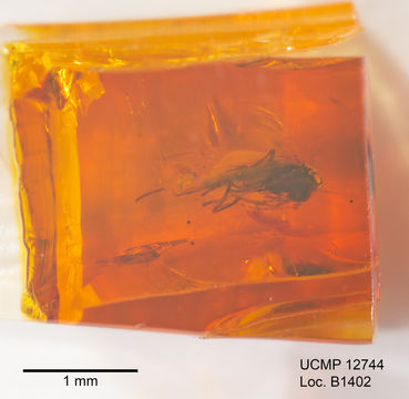 Image of Trichomyia