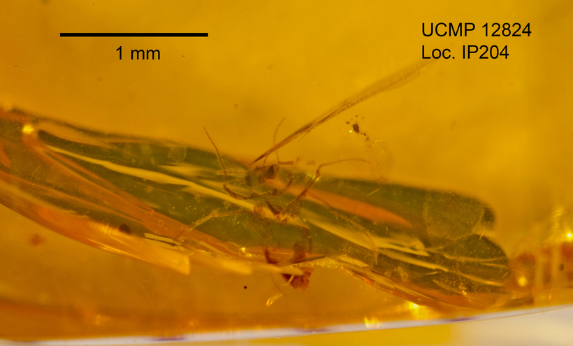 Image de Chironomidae