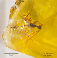 Image of Heterospilus