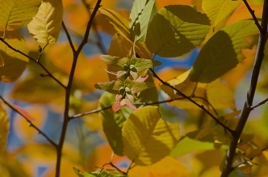 Image of American hornbeam