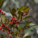 Image of Michigan holly