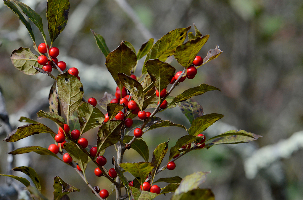 صورة Ilex verticillata (L.) A. Gray