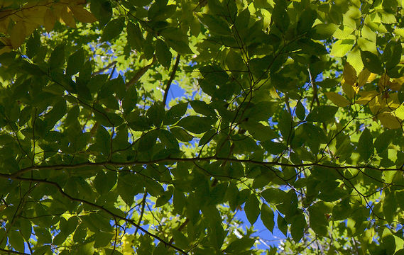 Image de Hêtre à grandes feuilles