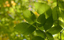 Image de Hêtre à grandes feuilles