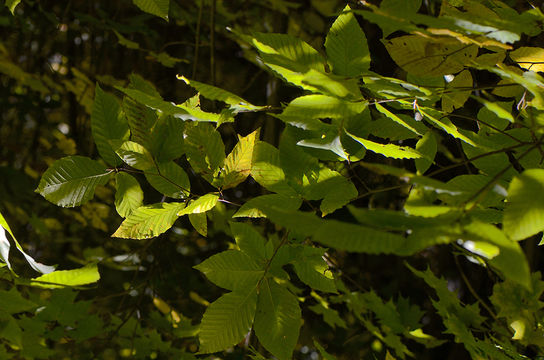 Image of American beech