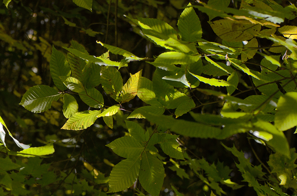 Image de Hêtre à grandes feuilles