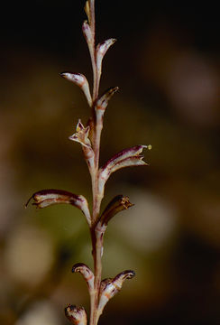 Imagem de Epifagus virginiana (L.) Bart.