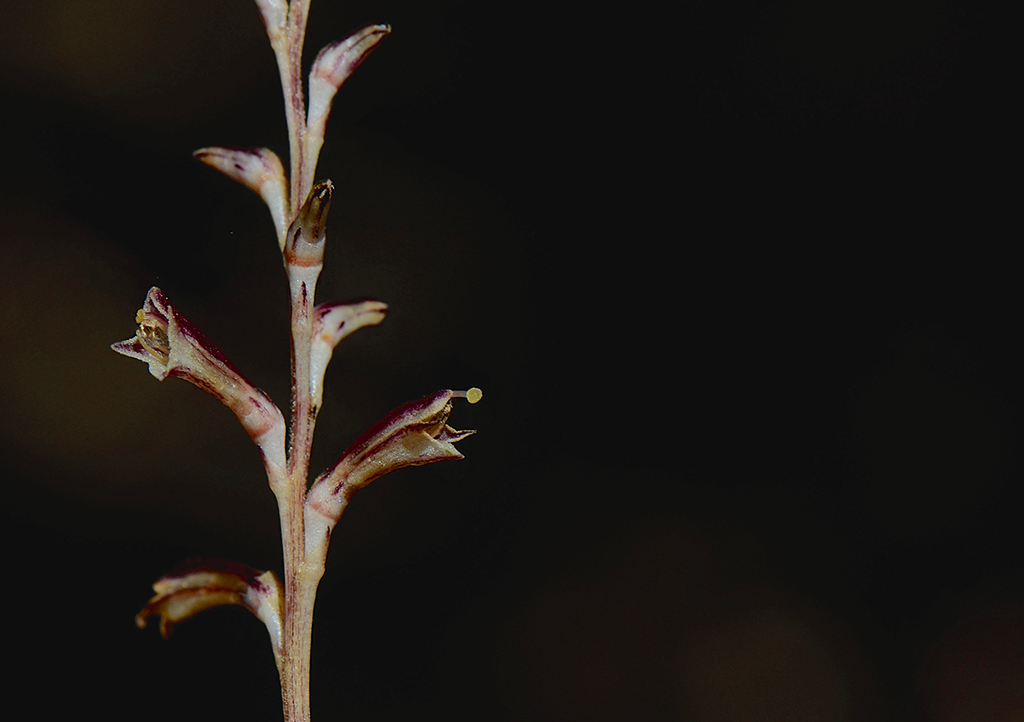 Imagem de Epifagus virginiana (L.) Bart.