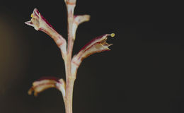 Imagem de Epifagus virginiana (L.) Bart.