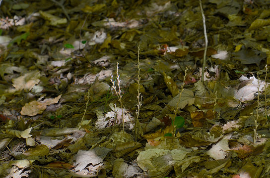 Imagem de Epifagus virginiana (L.) Bart.