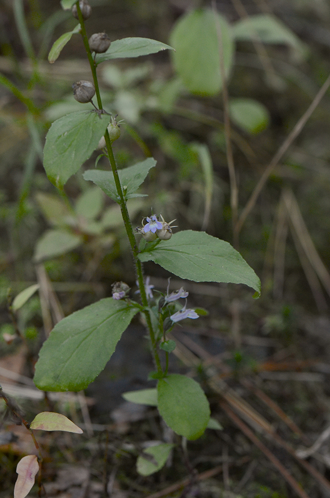 Image of Indian-tobacco