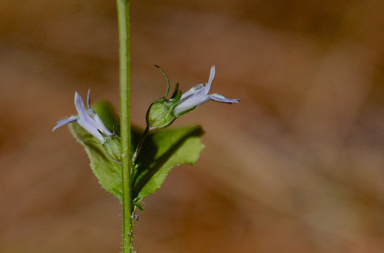 Lobelia inflata L. resmi