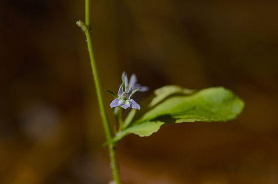 Imagem de Lobelia inflata L.