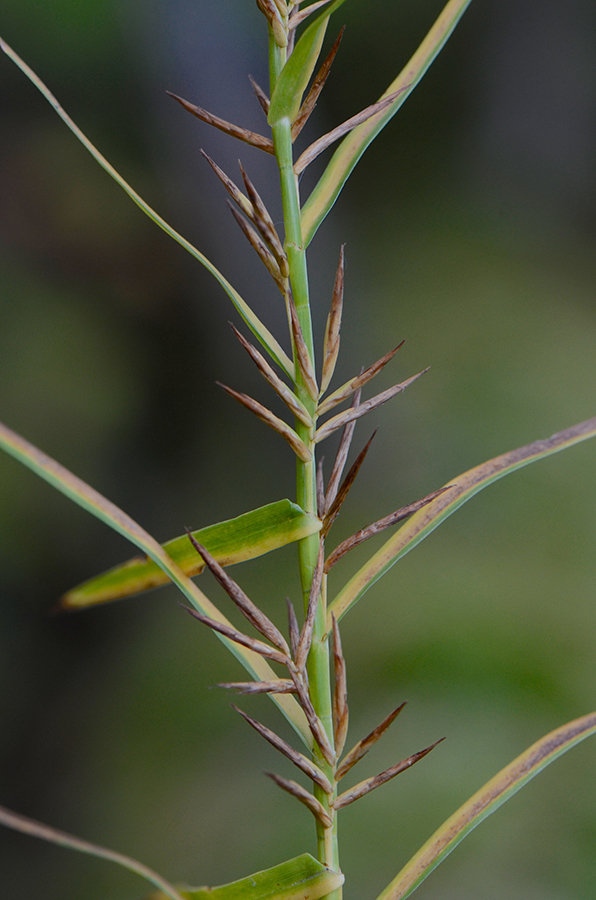 Plancia ëd Dulichium arundinaceum (L.) Britton