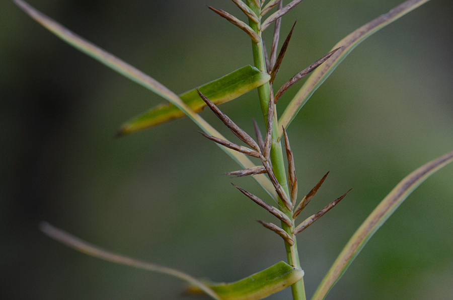 Plancia ëd Dulichium arundinaceum (L.) Britton