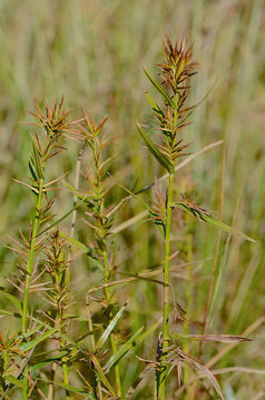 Image of Three way sedge