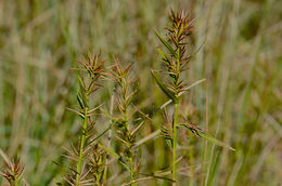 Image of Three way sedge