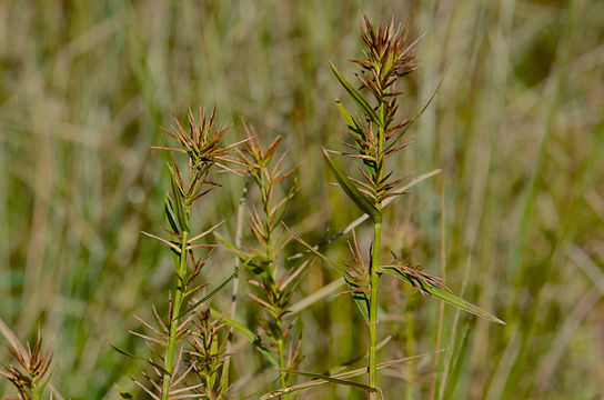 Plancia ëd Dulichium arundinaceum (L.) Britton