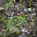 Image of Smallflowered meconella
