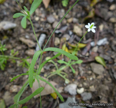 Слика од Meconella denticulata Greene