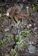 Слика од Meconella denticulata Greene