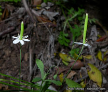 Слика од Meconella denticulata Greene